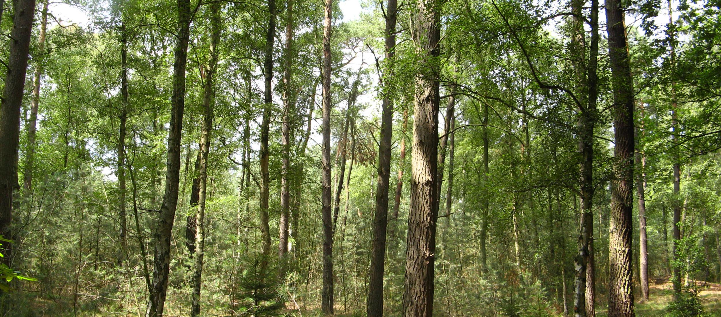 Bos en natuur